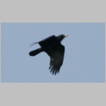 Corvus corone corone - Rabenkraehe 03.jpg